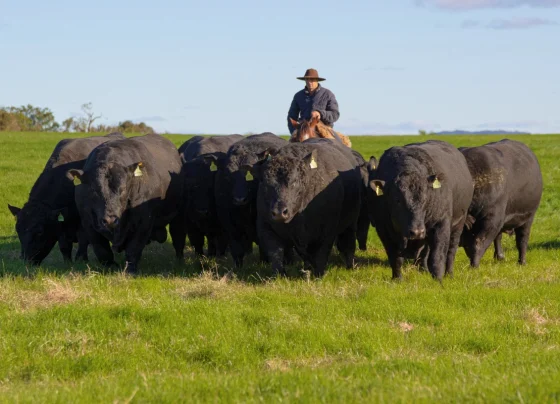Foto: Arthur Matos/Associação Brasileira de Angus
