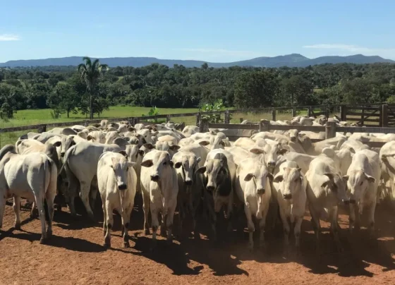 Foto: : Bruno Rodrigues/Agrodefesa