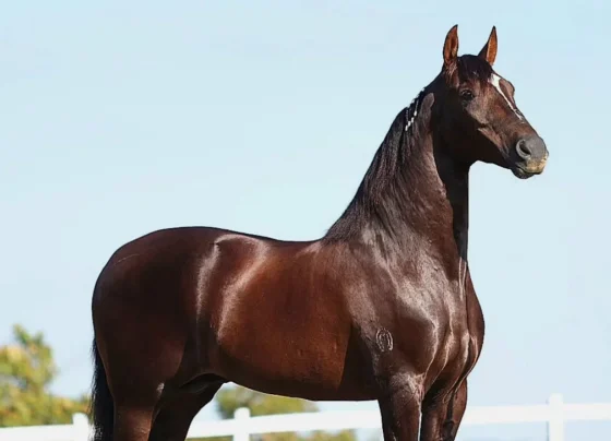 Cavalo avaliado em R$ 12 milhões morreu após consumir ração da Nutratta, segundo haras. Foto: Quantumdealcateia/Instagram/Reprodução