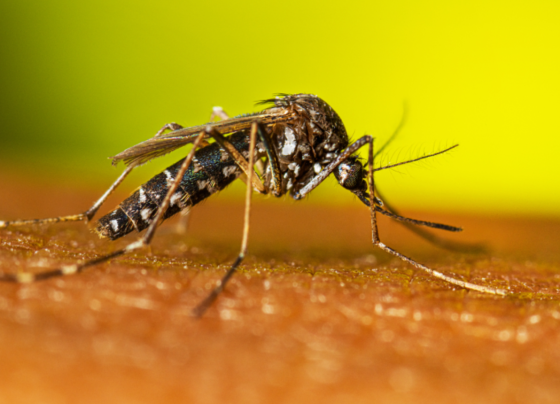 Mosquito Aedes, Larvas