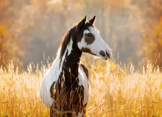 Foto: Adobe Stock
