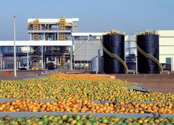 Laranja aguardando para ser esmagada em indústria: pesquisa pode dar novo destino a resíduos