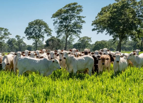 Preços do boi despencaram cerca de 10% no dia seguinte ao anúncio do tarifaço