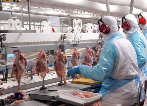 Carne de frango na indústria