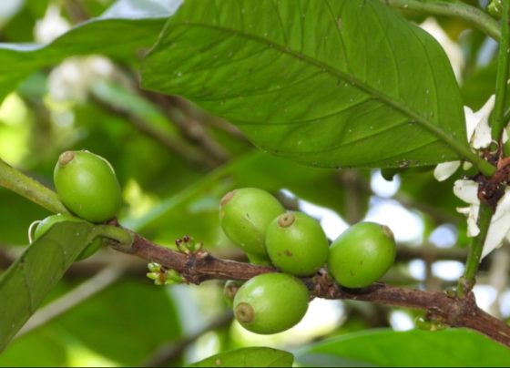 Folhas de café
