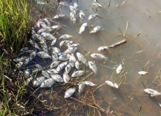 Defesa Civil interditou a Represa do Sharp em razão da grande quantidade de peixes encontrados mortos. Cetesb investiga causas da mortandade - Metrópoles