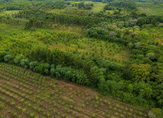 BNDES anuncia R$ 834 milhões do Fundo Clima para reflorestamento