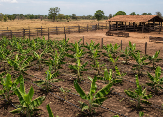 Confederação da Agricultura e Pecuária do Brasil levanta custos da pecuária de corte no Tocantins e da banana na Bahia
