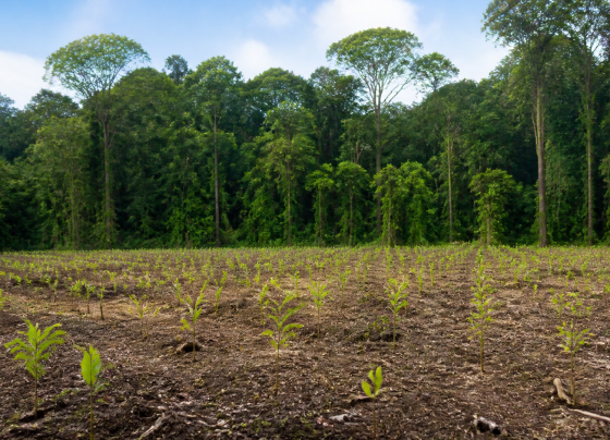 BNDES aprova R$ 200 milhões para restaurar 7,2 mil hectares na Amazônia