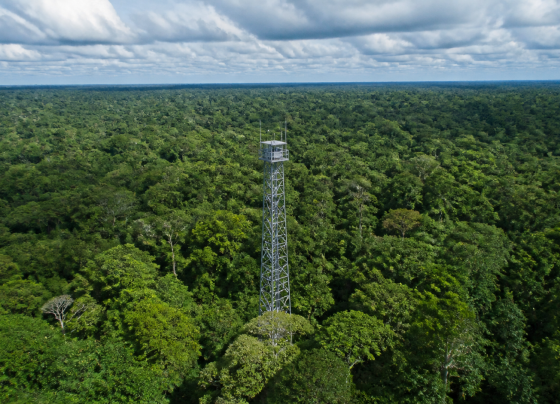 Projeto em Roraima usa mercado de carbono para manter floresta em pé